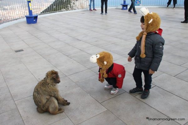 andalusia con bambini - scimmie
