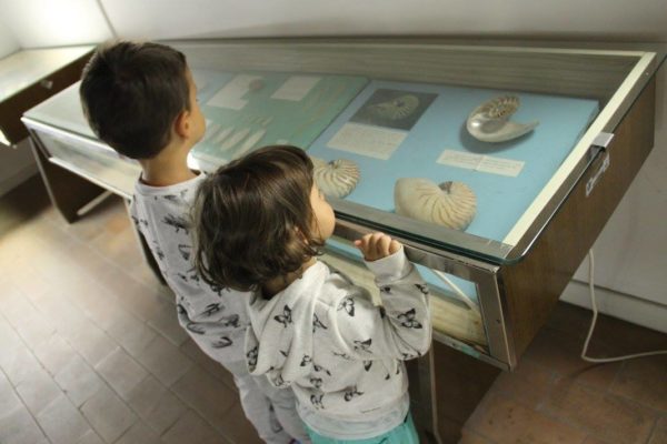 bellaria igea marina museo conchiglie